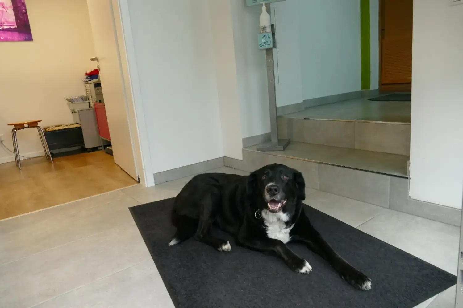Praxis Nücklaus - Ergotherapie und Physiotherapie - Hund Sammy